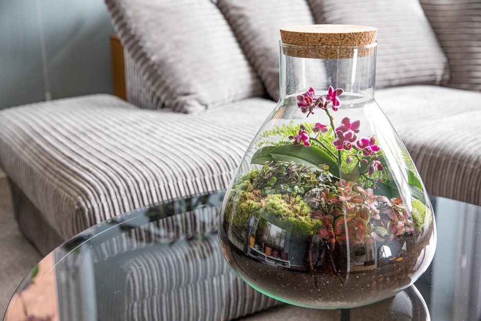 glass jar terrarium plants