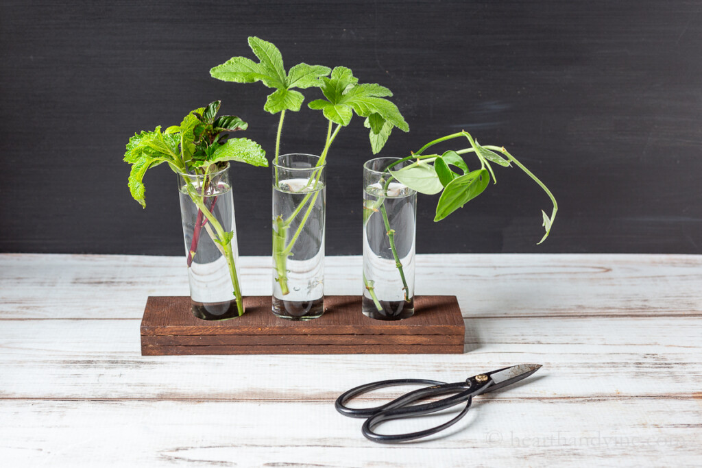 glass jar plant propagation