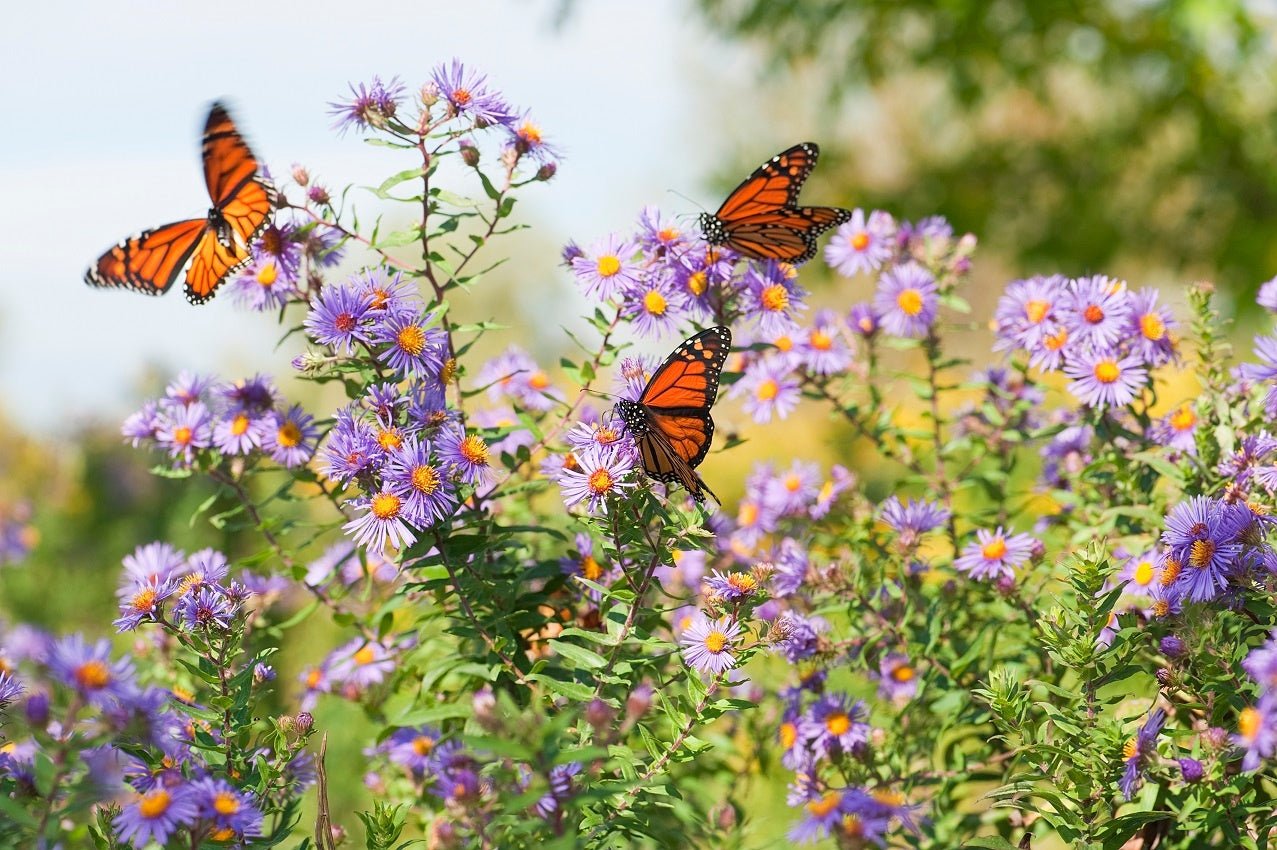 butterfly garden flowers and butterflies