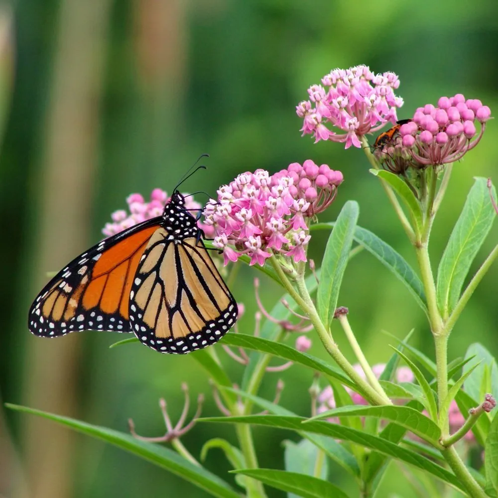 milkweed plants in garden