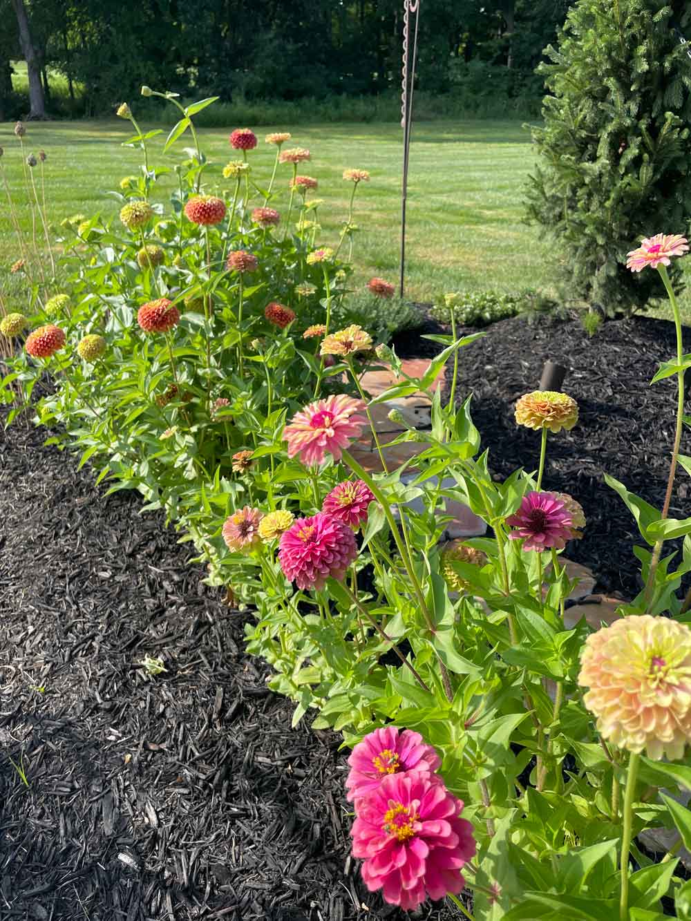 zinnia flower border garden