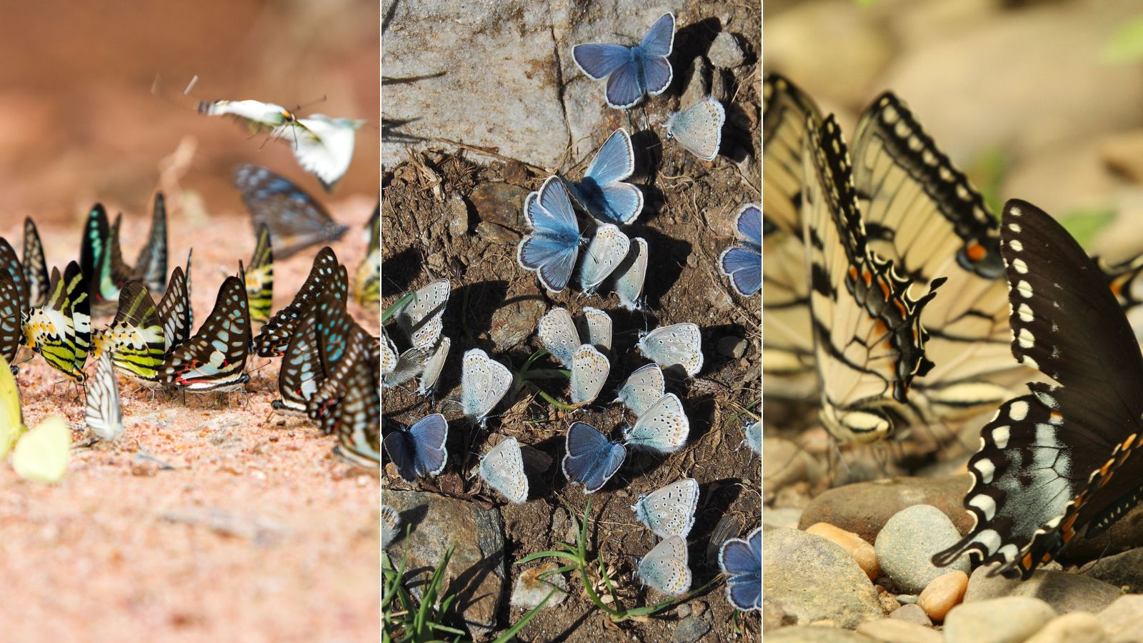 butterfly puddling station with stones