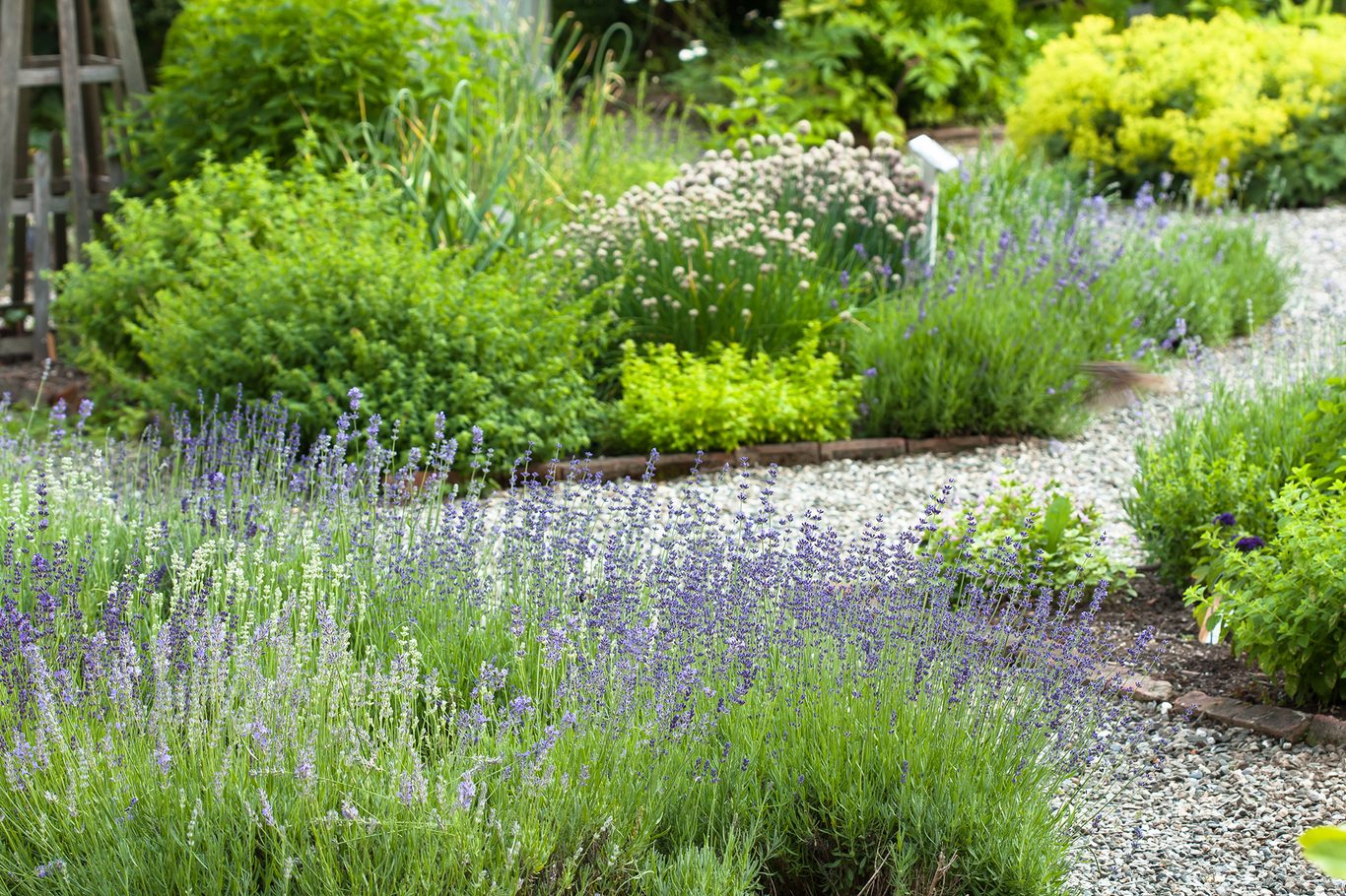 lavender herb garden patch