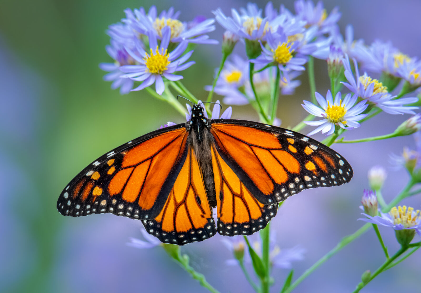 floral butterfly garden wildlife