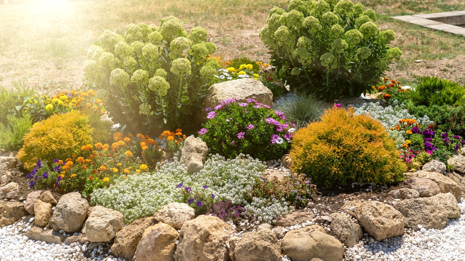 rock garden with sedum and butterflies