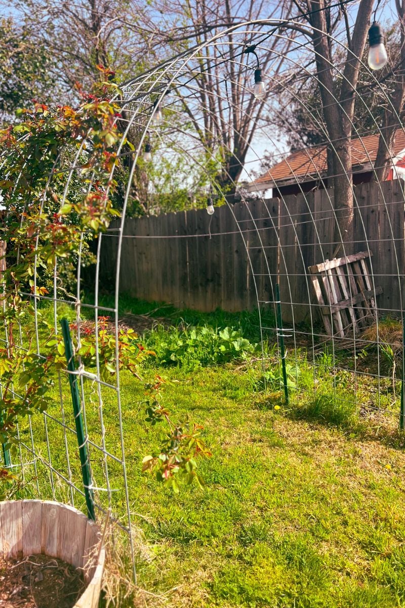 climbing vines on garden trellis