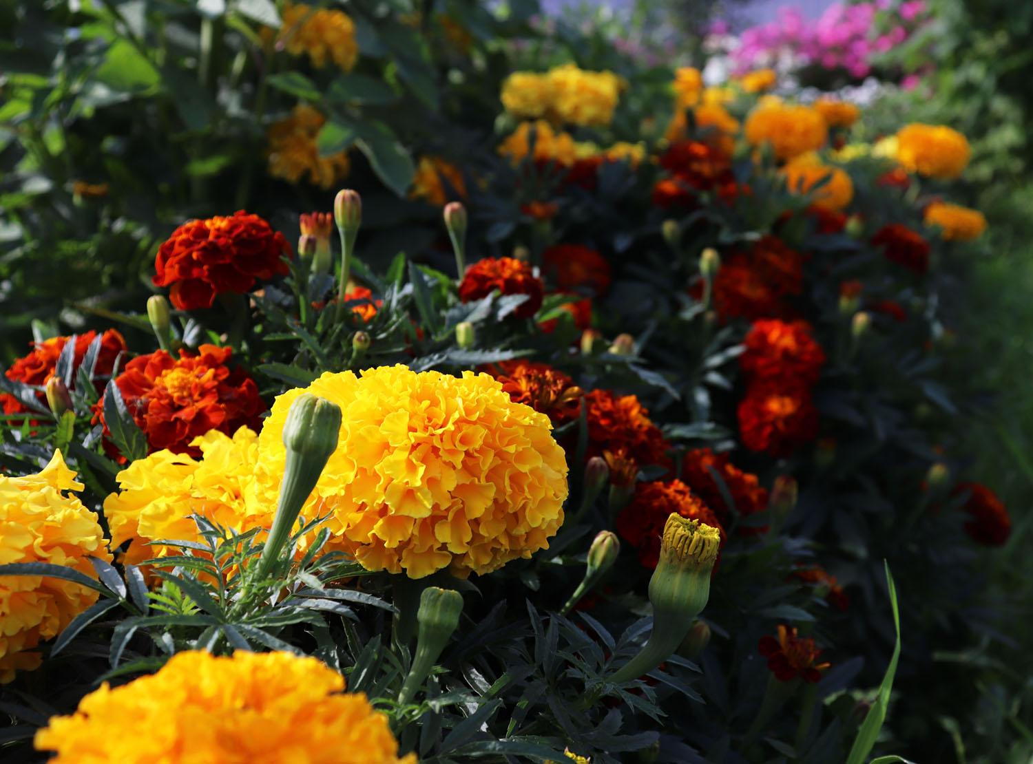 marigold flower display garden