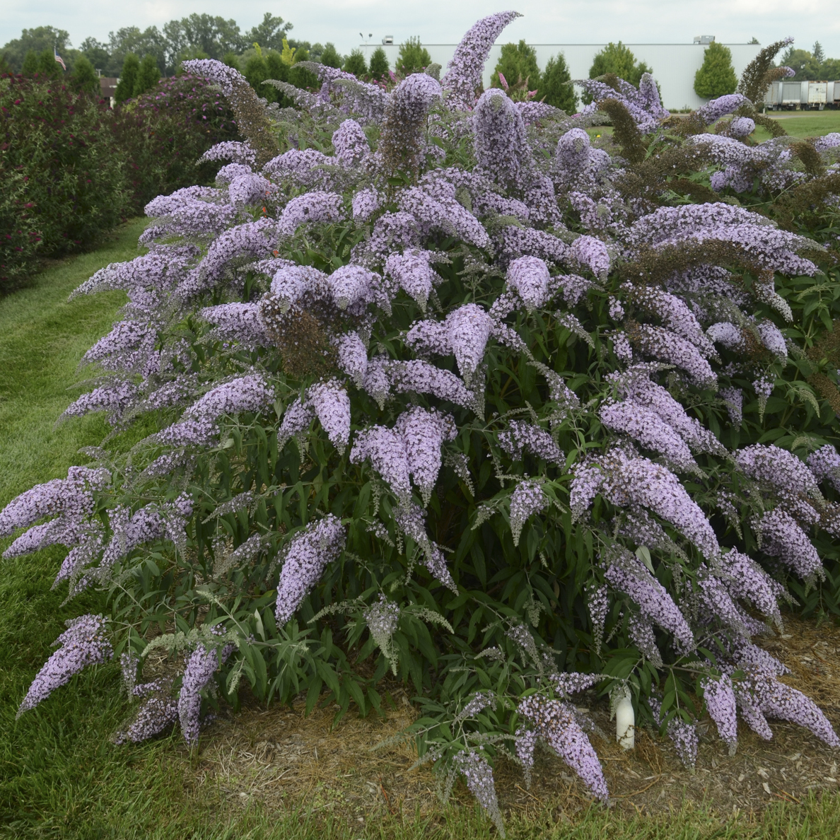 buddleia butterfly bush in bloom