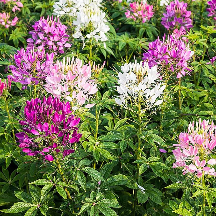 mixed nectar flower garden bed