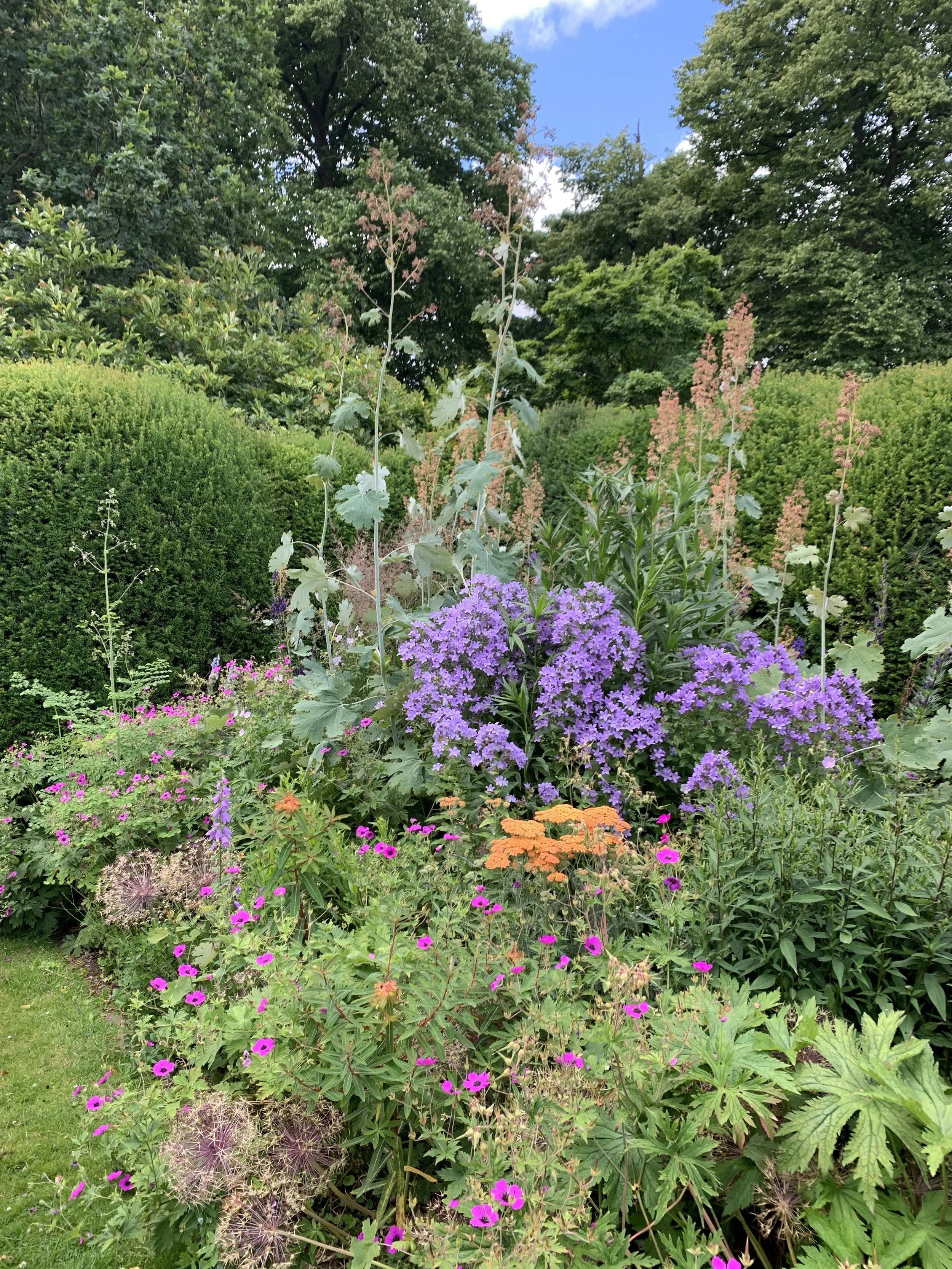 low growing plant garden border