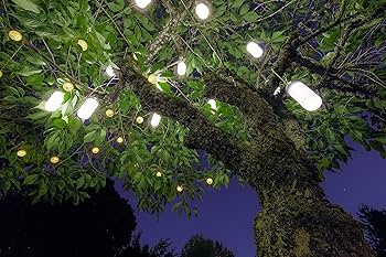 hanging solar lantern on tree branch at night