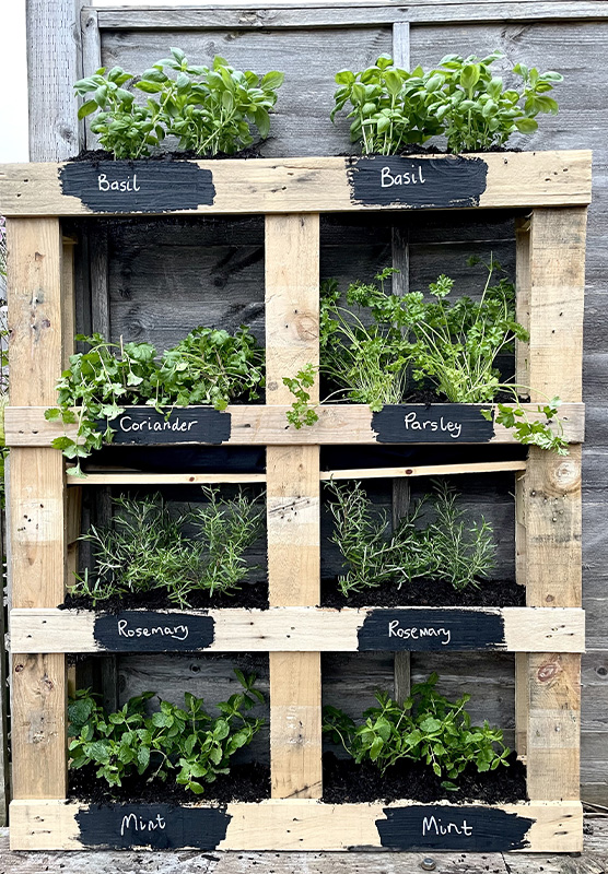 vertical pallet planter with herbs