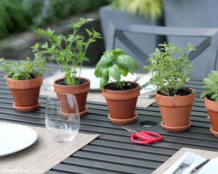 potted herb table centerpiece