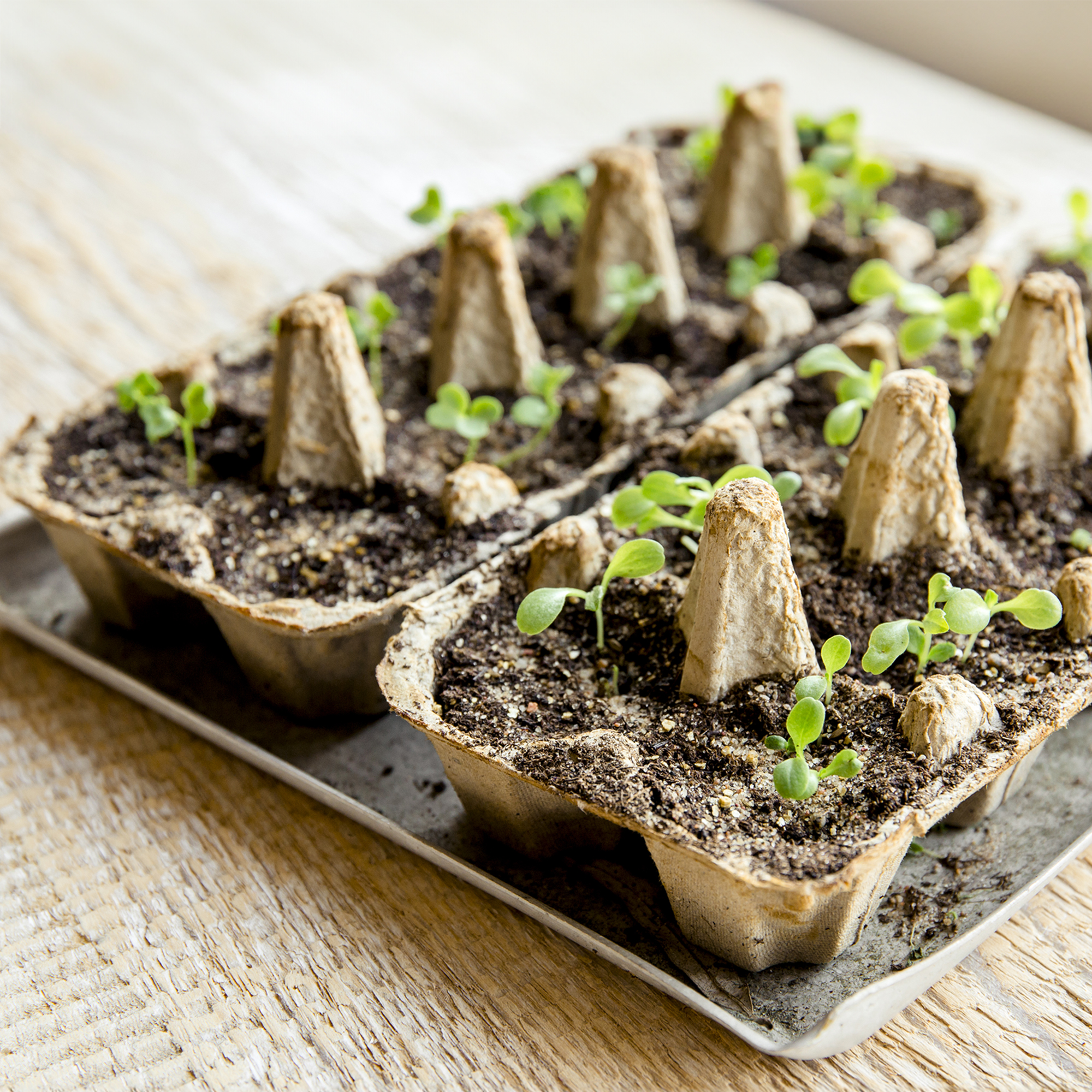 egg carton seedlings