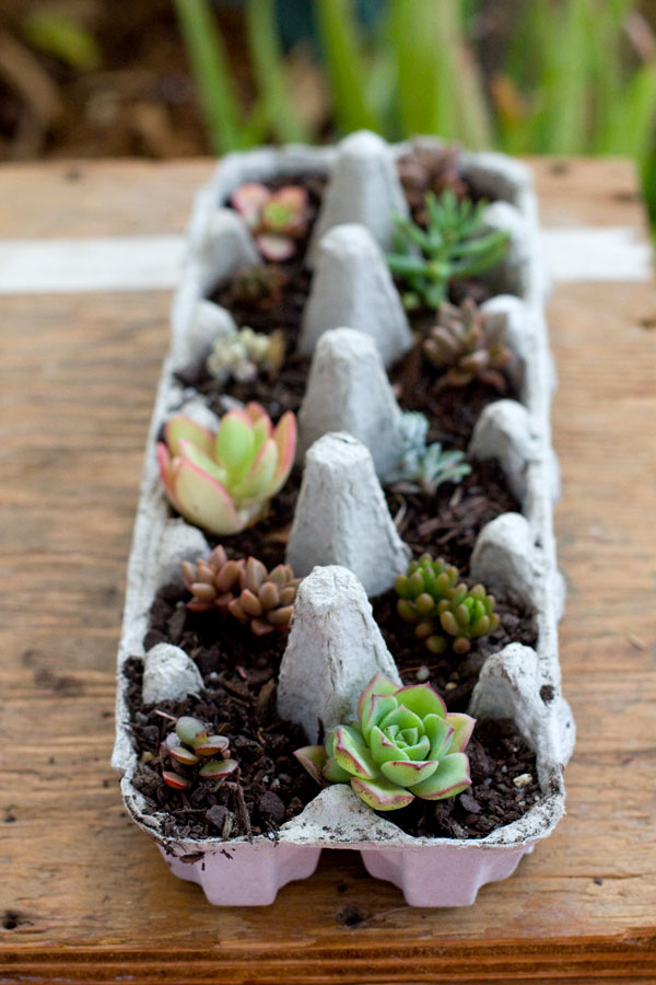 egg carton succulent planters