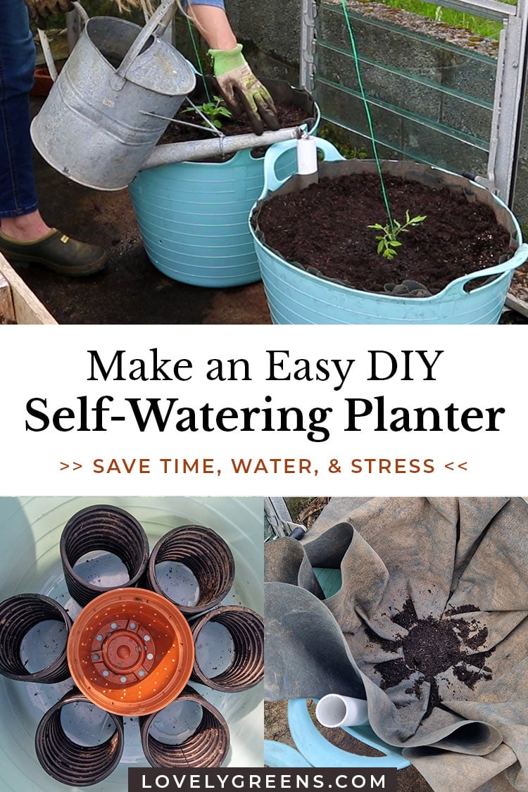 self watering plastic bottle planter setup