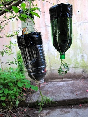 upside down plastic bottle planters