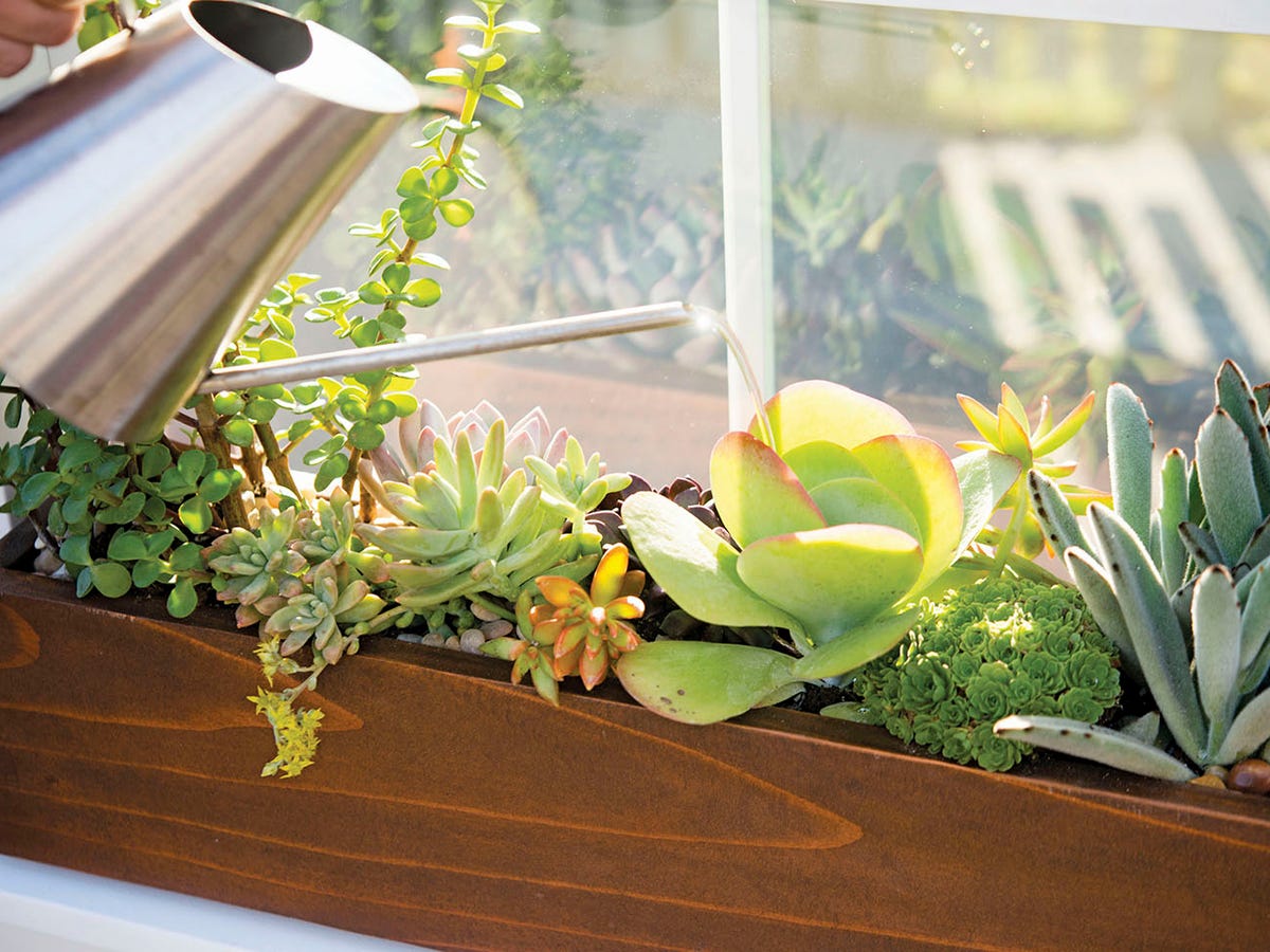 succulent window box planter