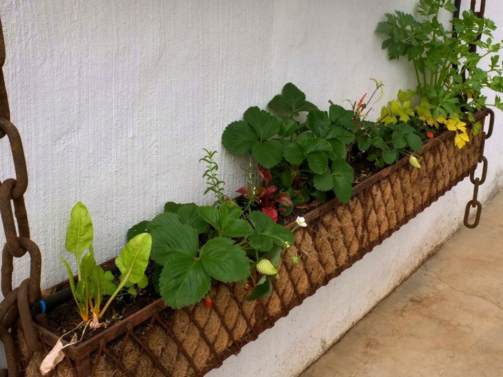 window box with strawberries and vegetables