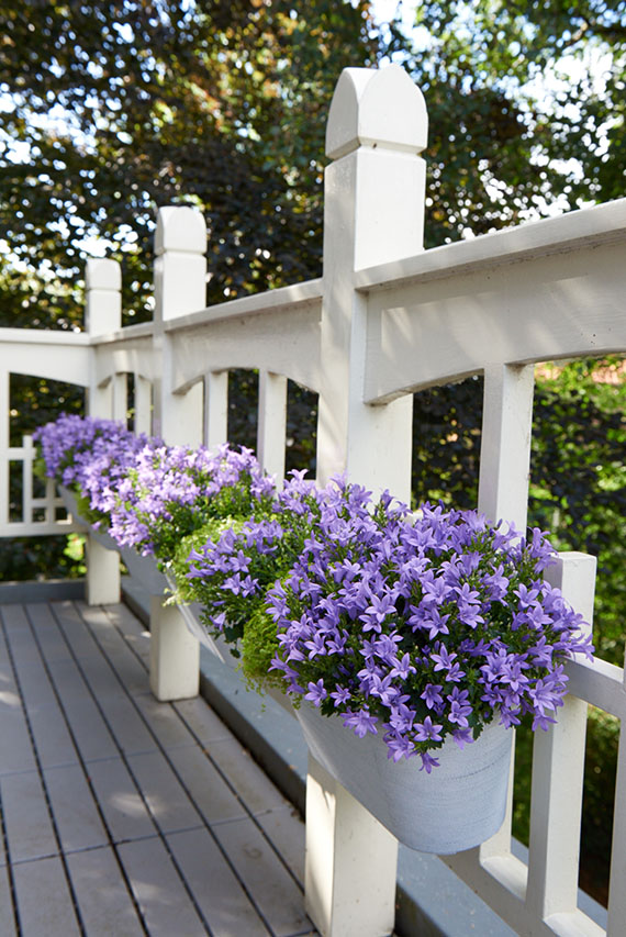 window box with lavender plants