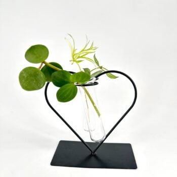 picture frame plant propagation holder
