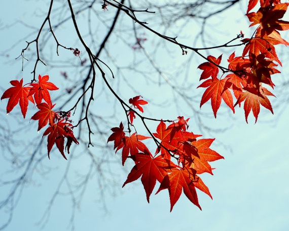 branch wall art fall decor