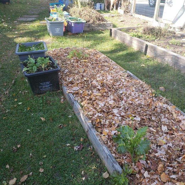 fall garden beds with mulch