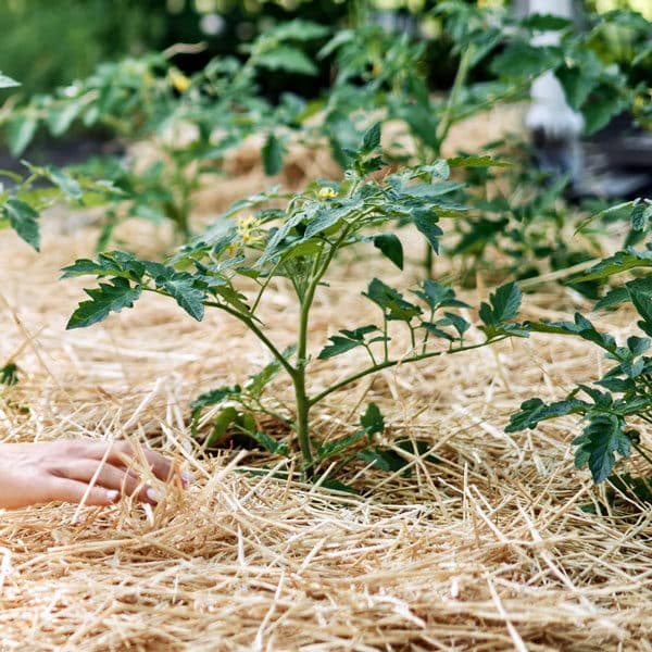 vegetable garden mulched with straw