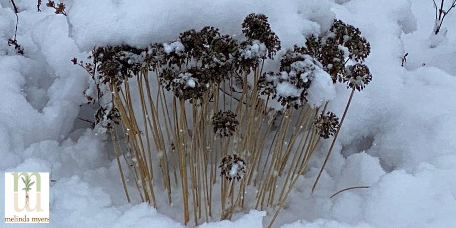 perennial garden with cut back stems