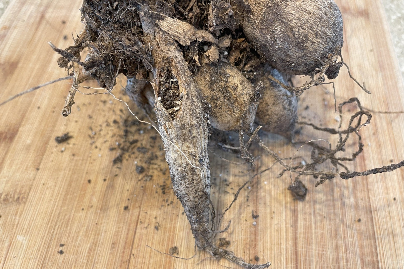dahlia tubers stored in crates with peat fall garden prep checklist