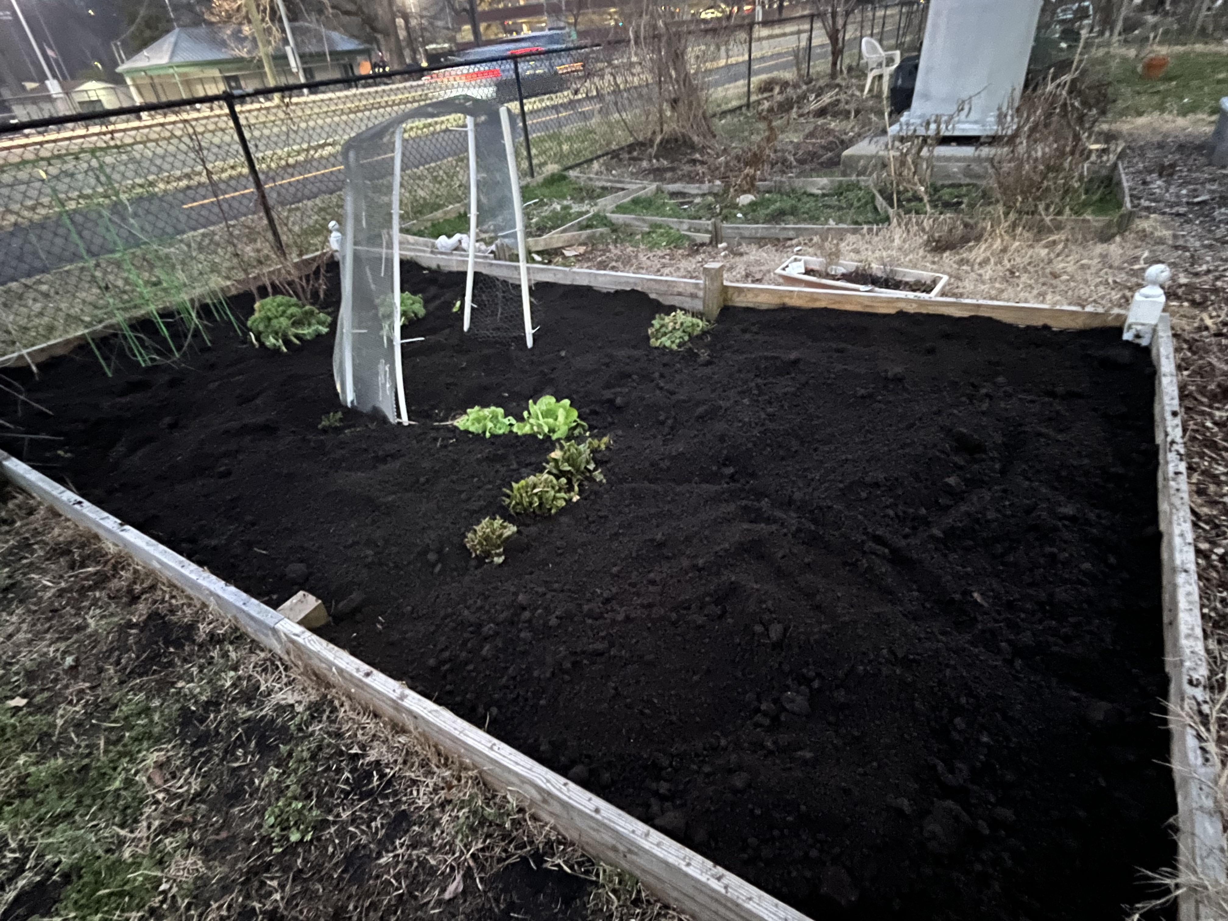 garden beds top dressed with dark compost