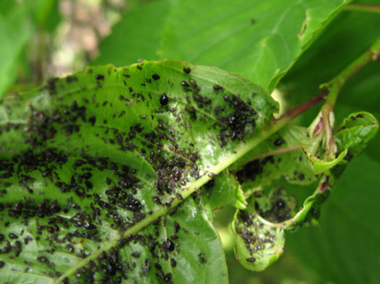 garden plants inspected for pests and eggs