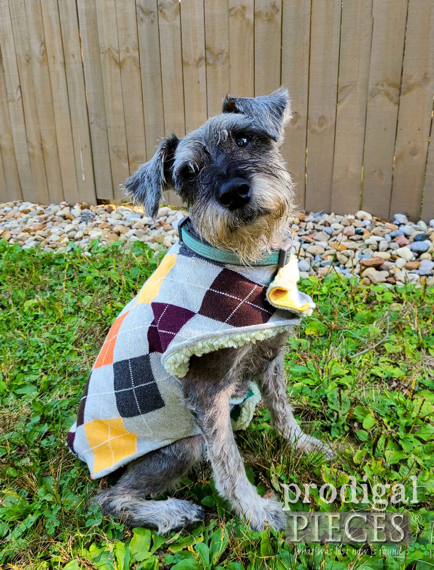 small dog wearing upcycled sweater vest