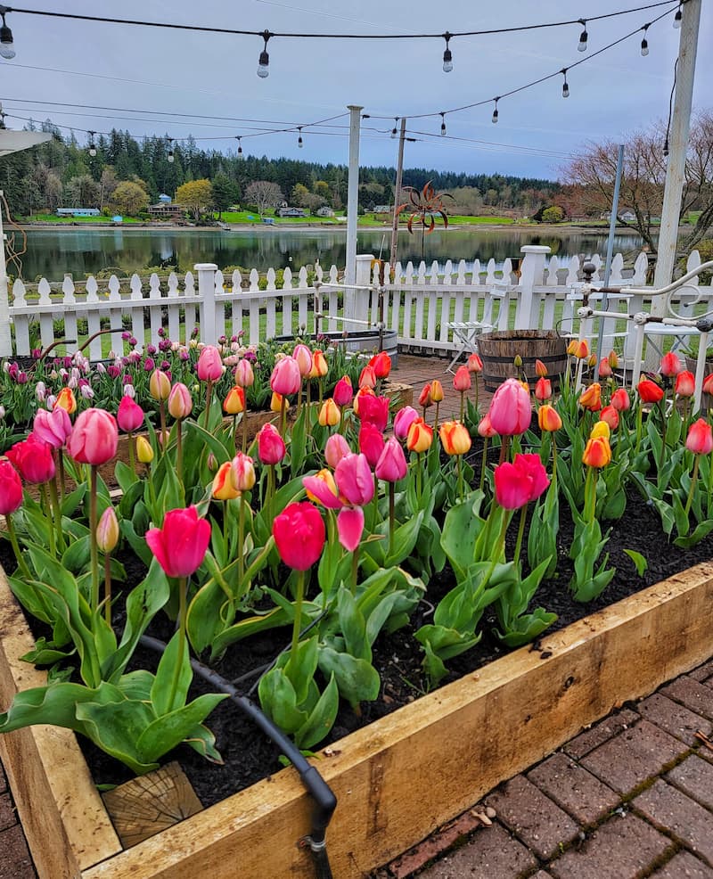 tulip bulbs planted in garden bed
