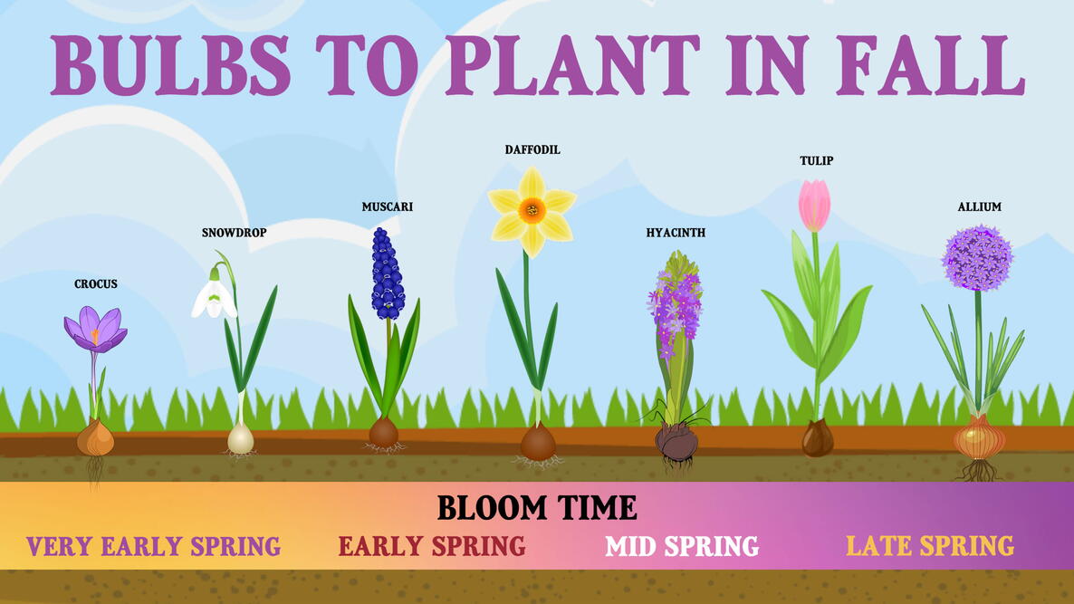 fall bulb garden in spring