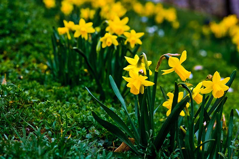 daffodils naturalized in grass fall planting spring garden