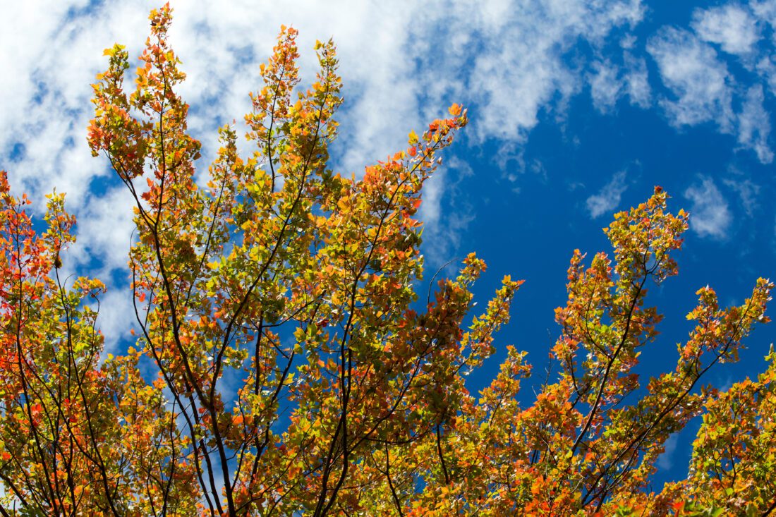 floral fall planting spring garden