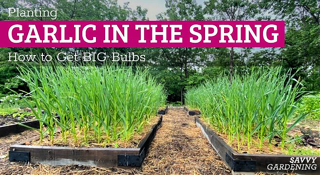 garlic planted in vegetable rows fall planting spring garden