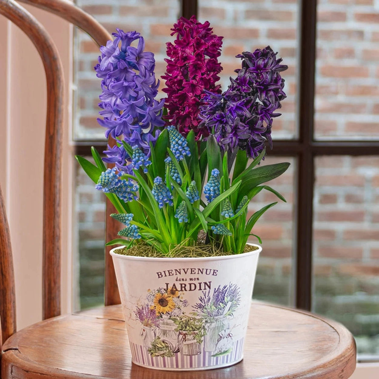 hyacinths in outdoor pots fall planting spring garden