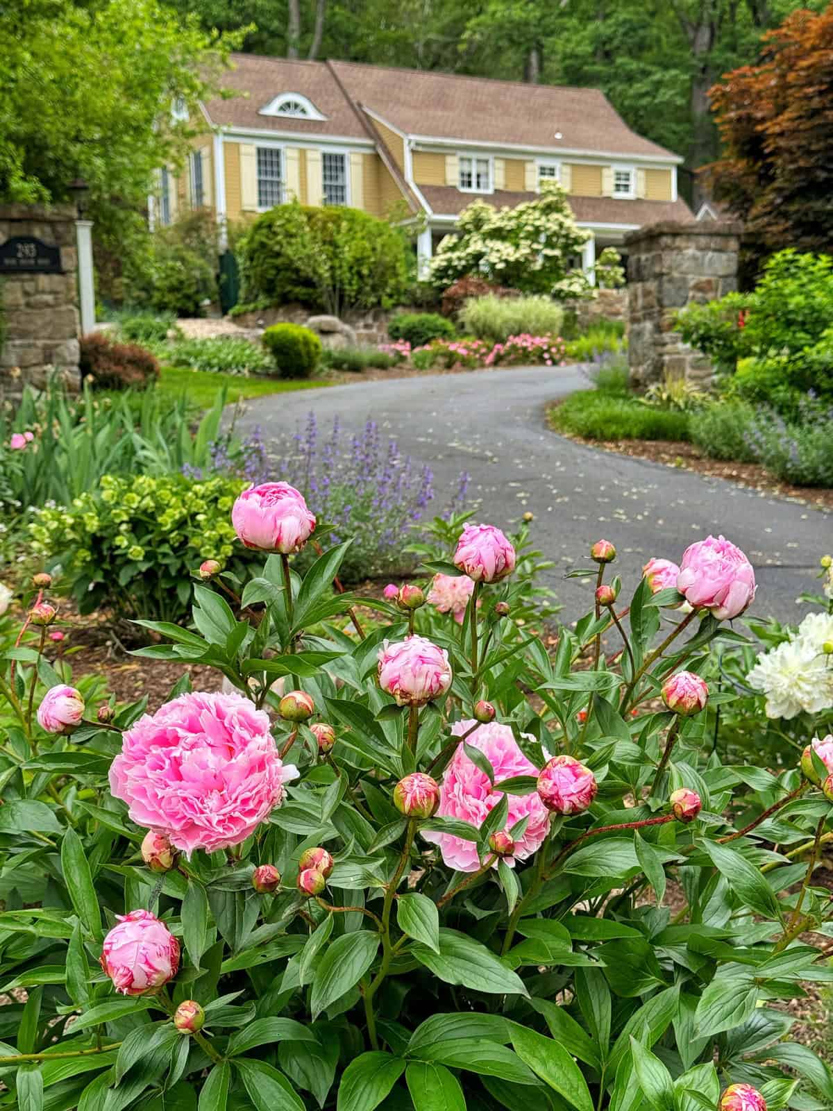 peony plants in prepared bed fall planting spring garden