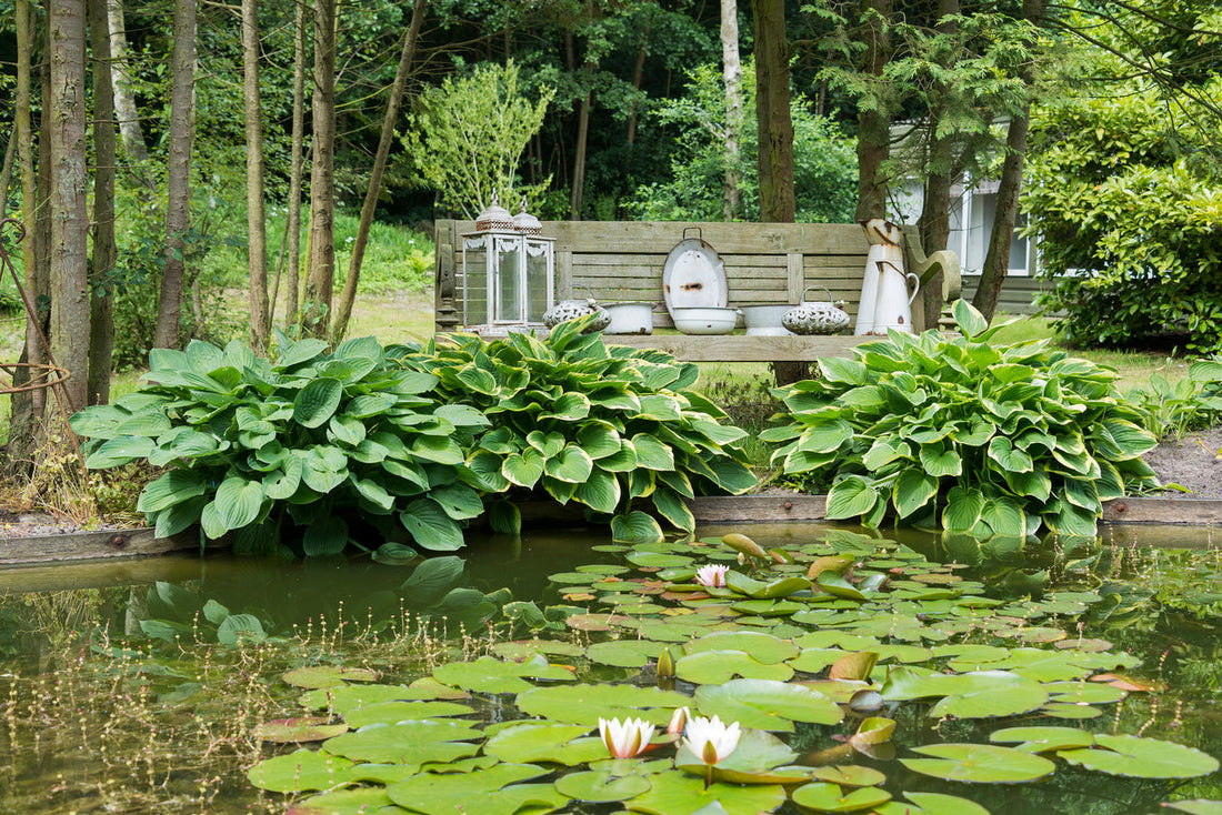 hostas and ferns in shaded garden