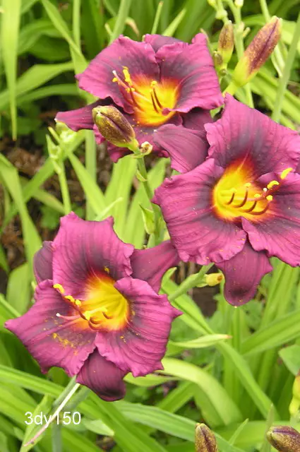 daylily clumps in border fall planting spring garden