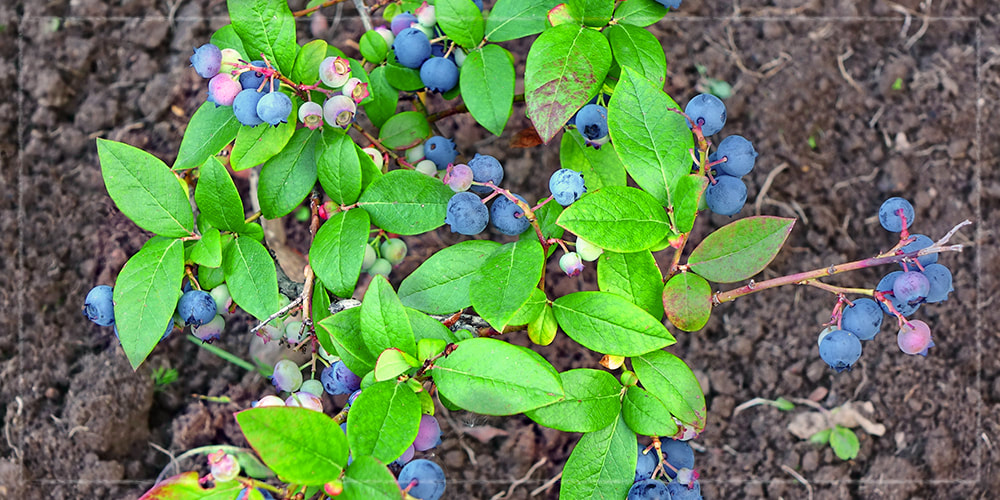 blueberry shrubs in fall planting