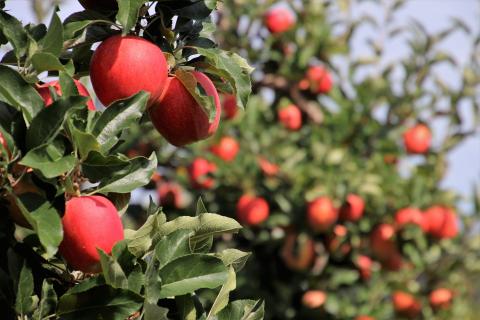 dwarf apple trees in orchard fall planting spring garden