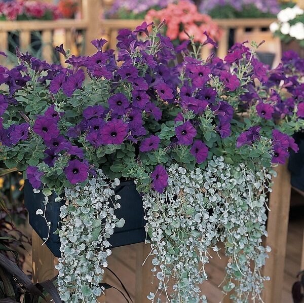 window boxes with fall plants on porch