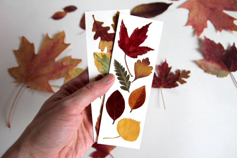 pressed fall leaves in clear bookmarks