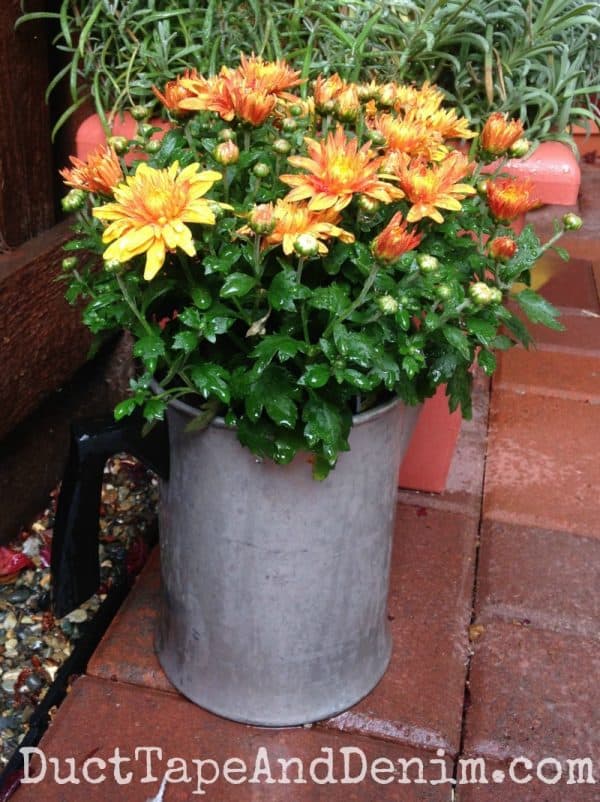 mums in vintage containers fall garden