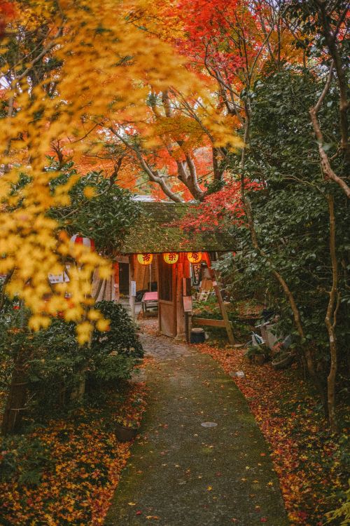 lanterns along garden pathway fall