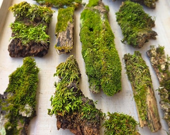 wood slice base for fairy garden