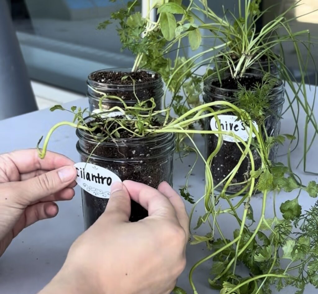 mason jars holding plant labels in garden